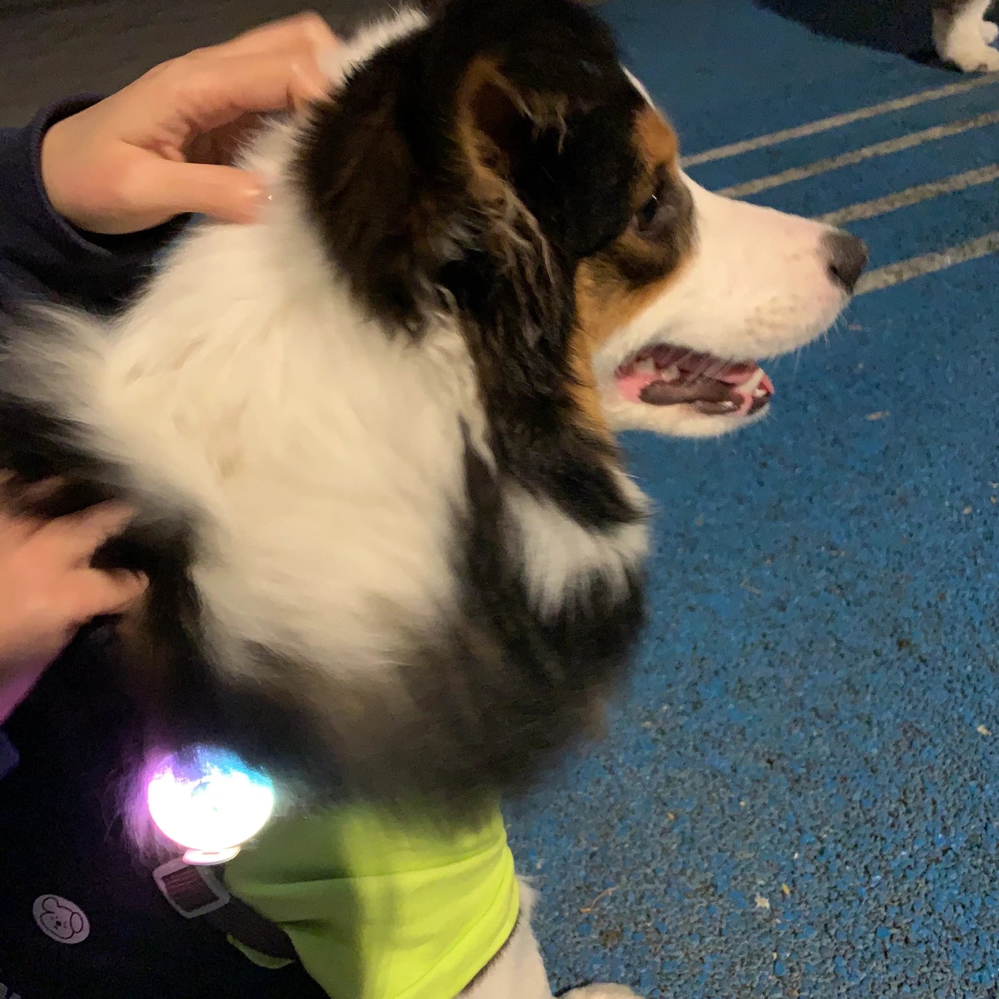 Dog wearing a bright yellow jacket being petted on a blue surface