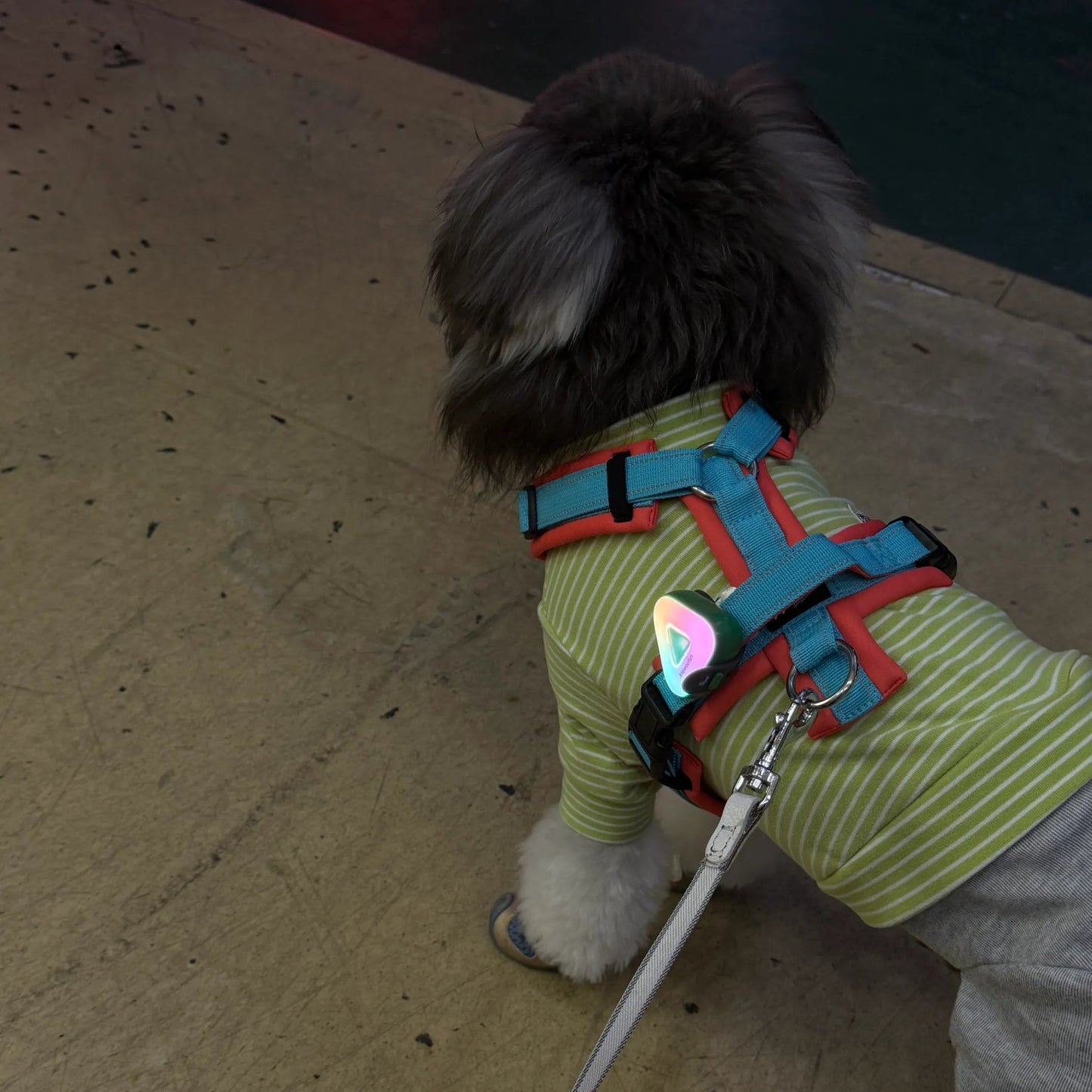 Small dog wearing a harness and colorful jacket on a leash, standing on a concrete surface.