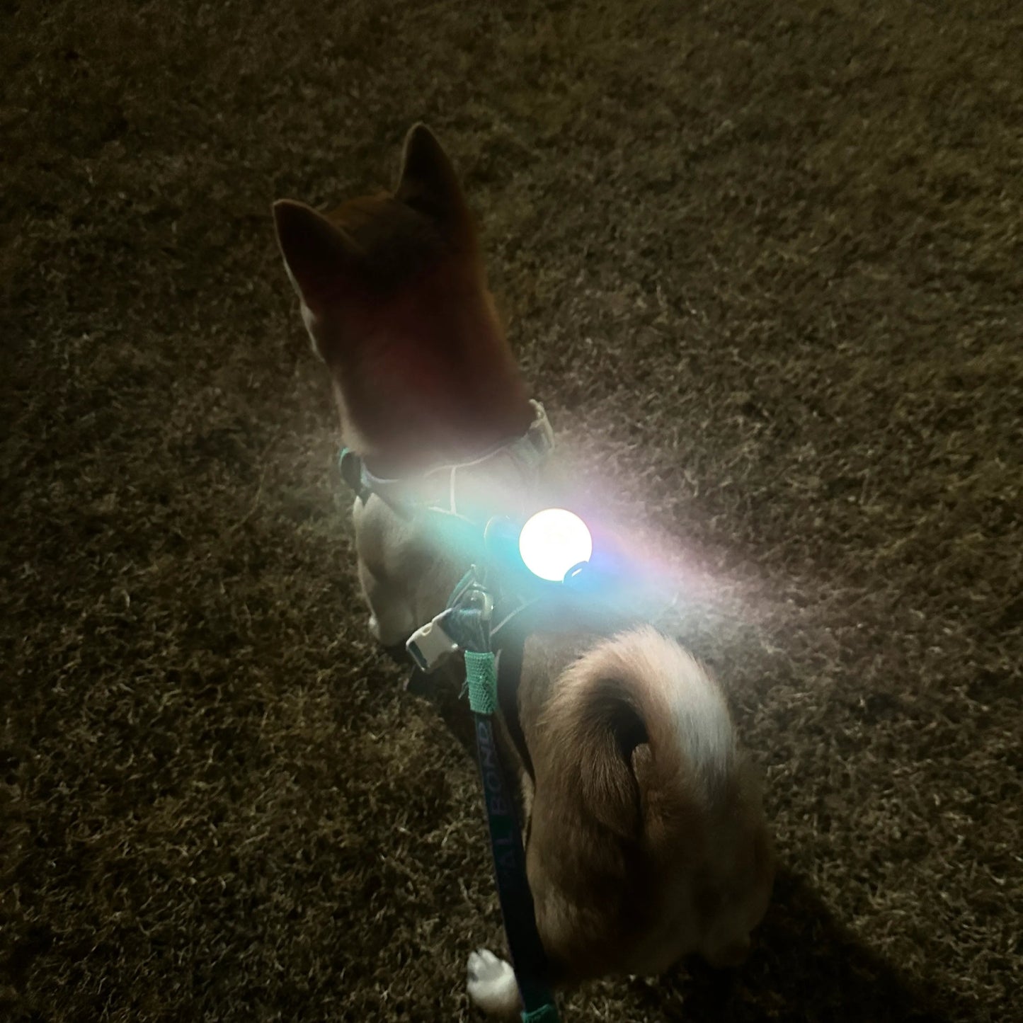 Dog wearing a headlamp on a dark background