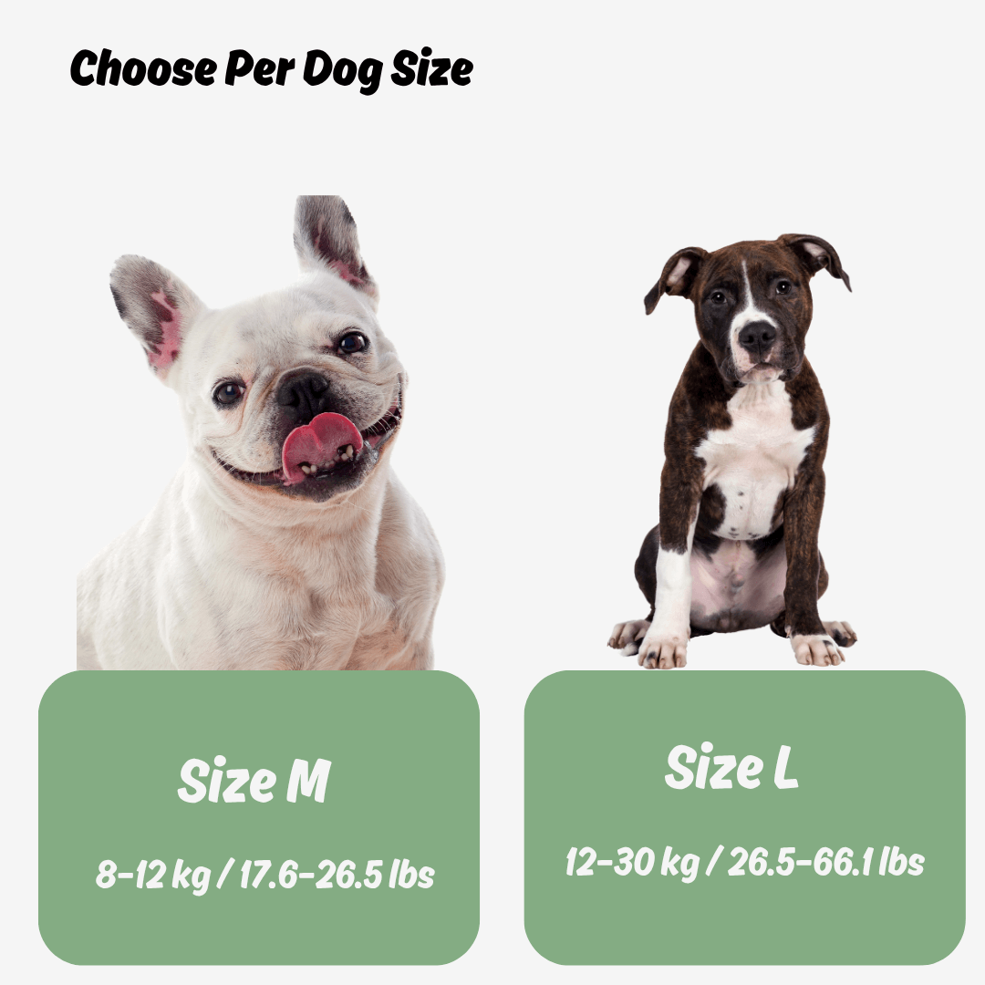 Two dogs with size chart labels for M and L on a white background