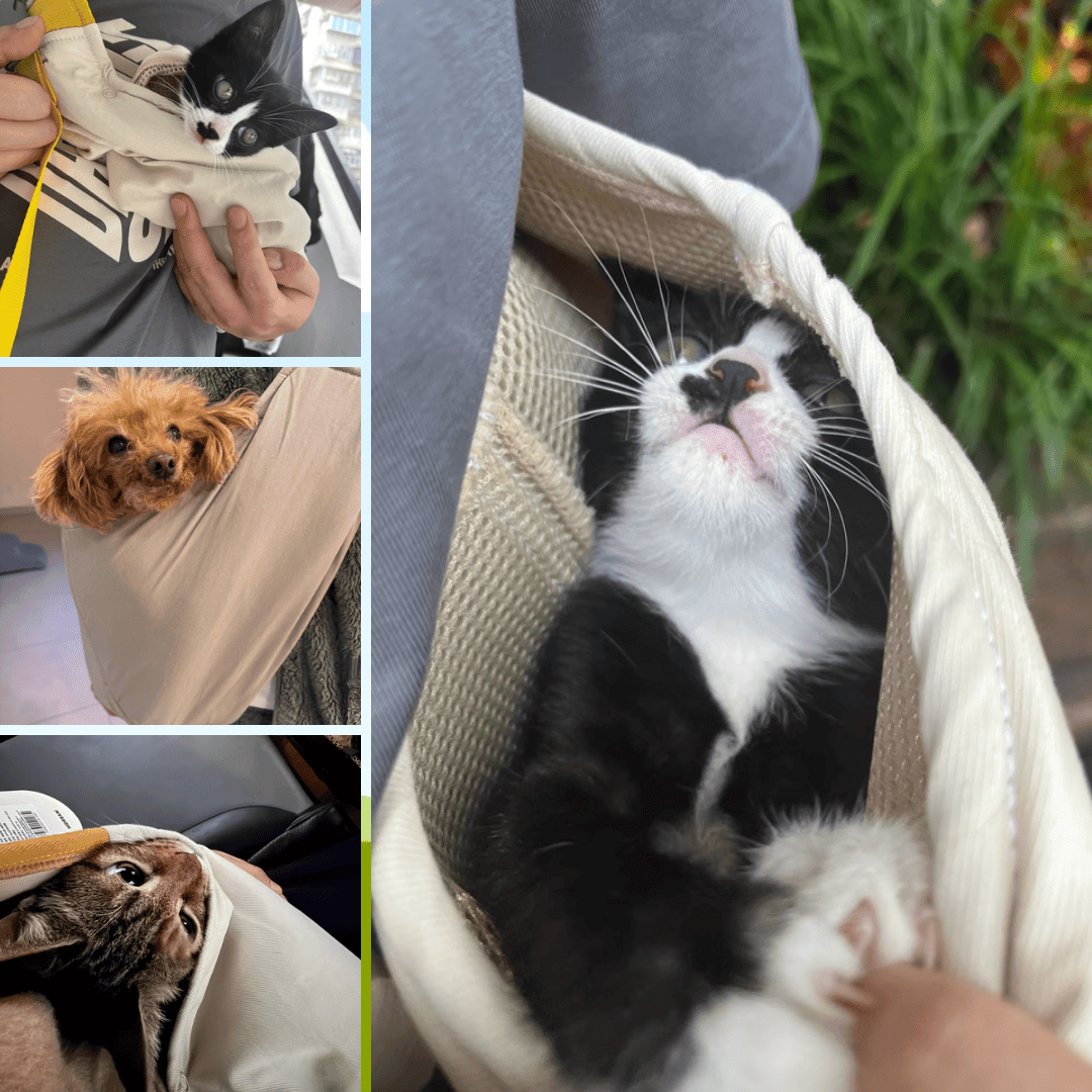 PetzyMart™ ComfyPaws Sling