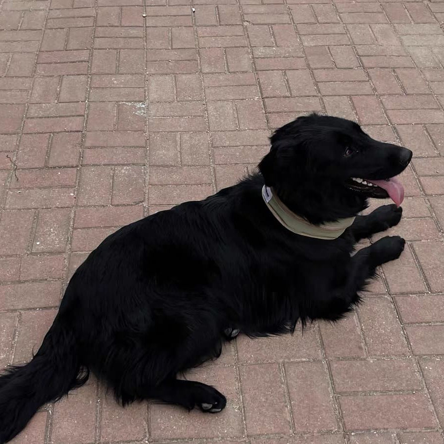 Black dog lying on a brick pavement