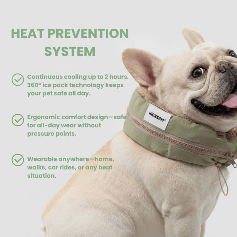 Dog wearing a green cooling collar with text about heat prevention system on a white background