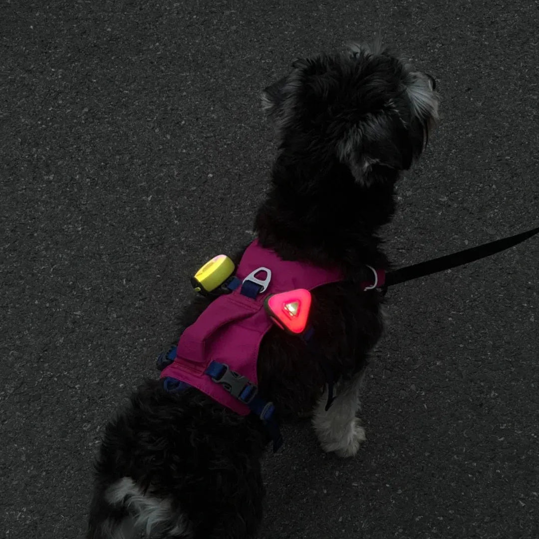 Small dog wearing a pink harness with reflective elements on a dark surface