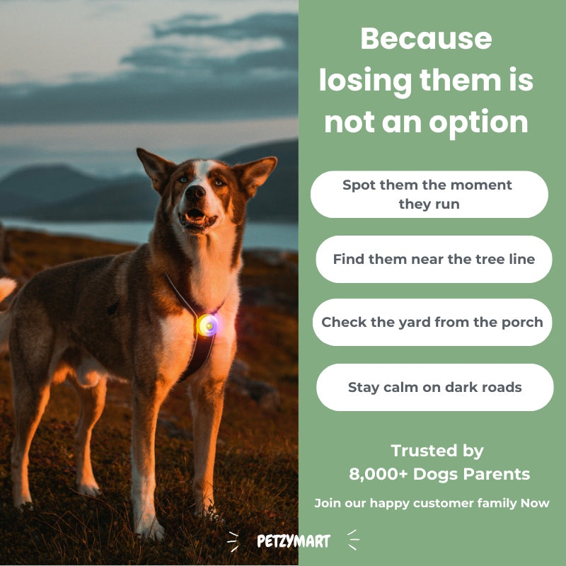 PetzyMart™ PawGlow