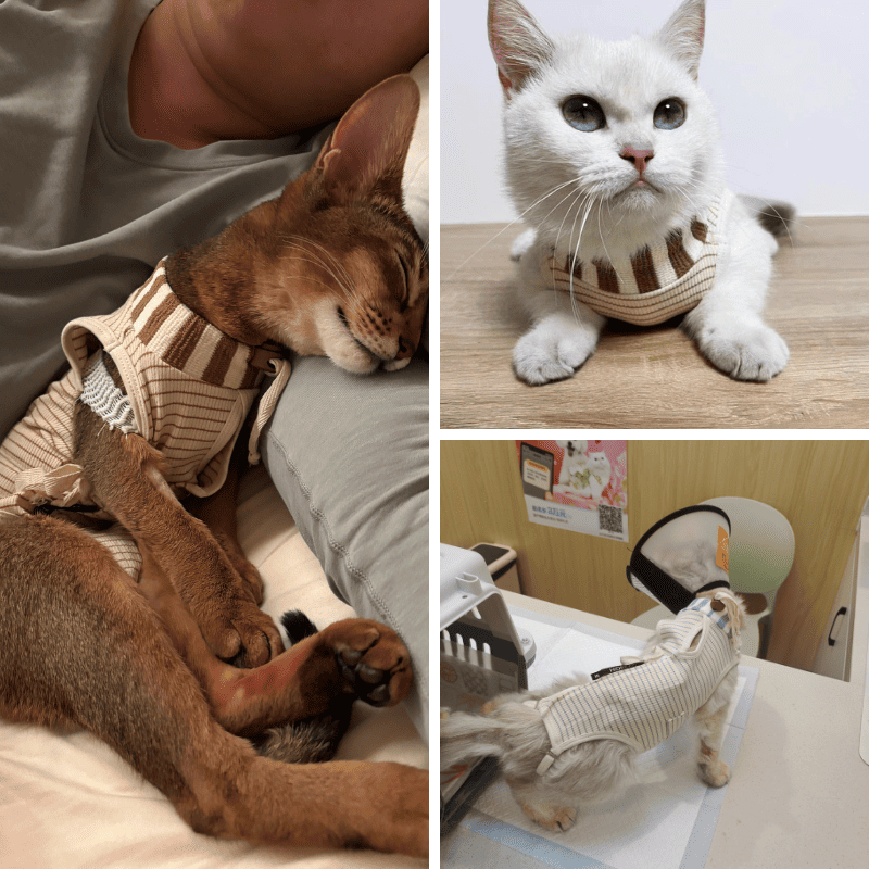 PetzyMart™ SafeHeal Cat Suit