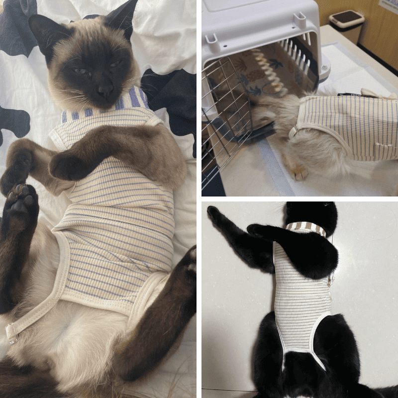 PetzyMart™ SafeHeal Cat Suit