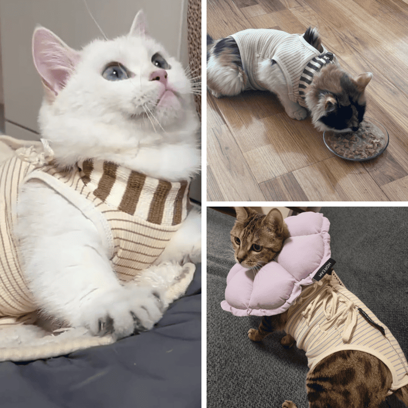 PetzyMart™ SafeHeal Cat Suit