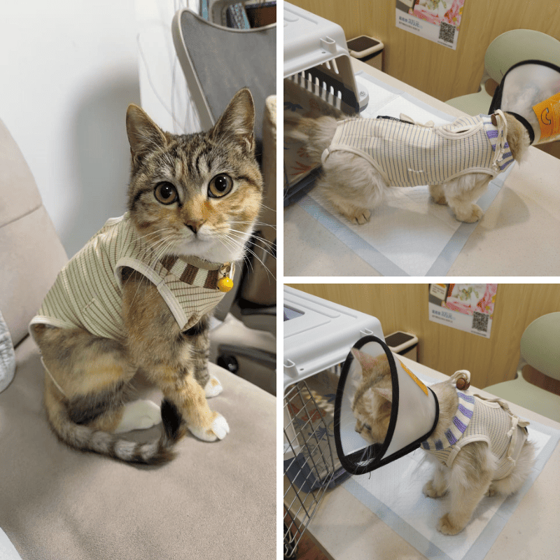 PetzyMart™ SafeHeal Cat Suit