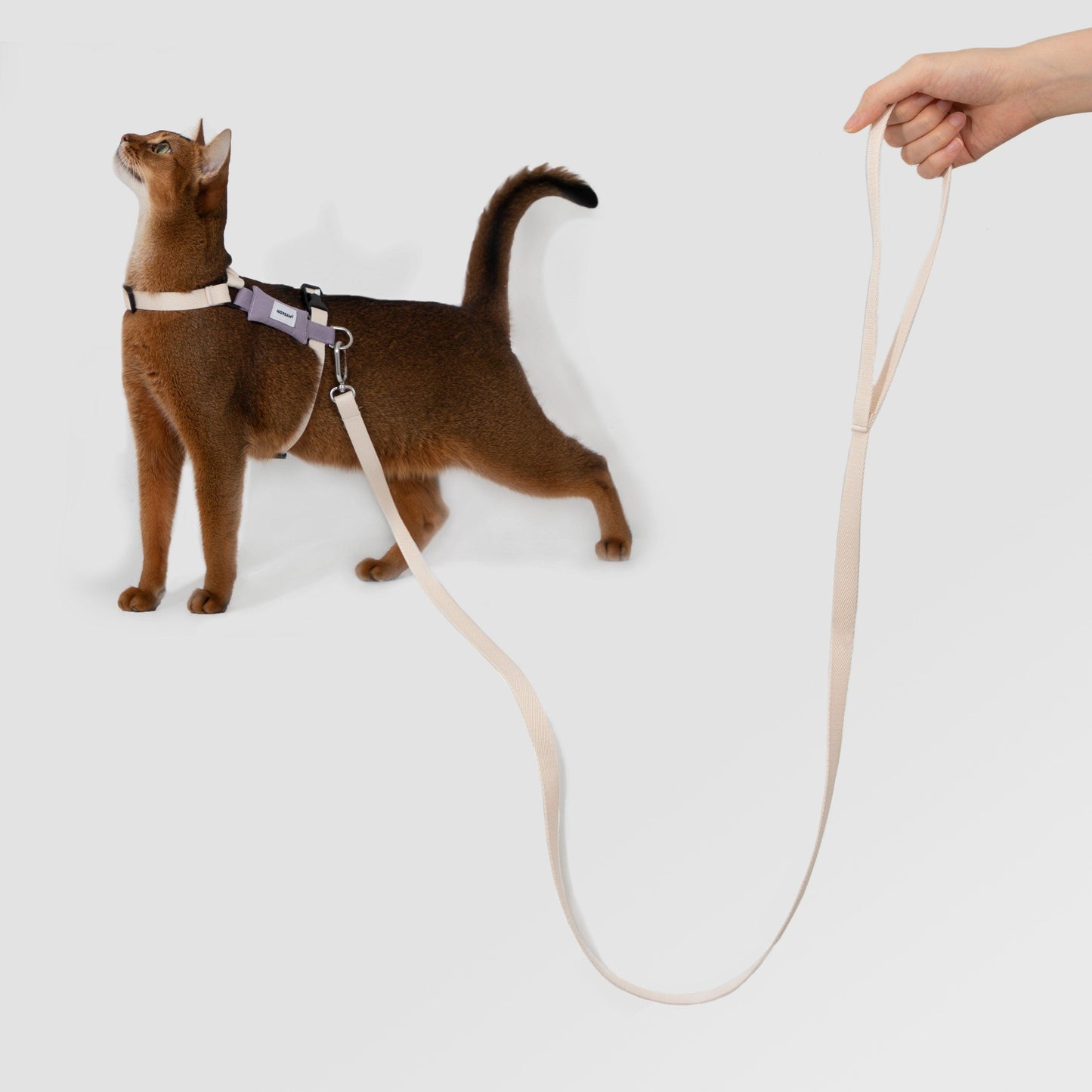 PetzyMart™ Valley Light Cat Set