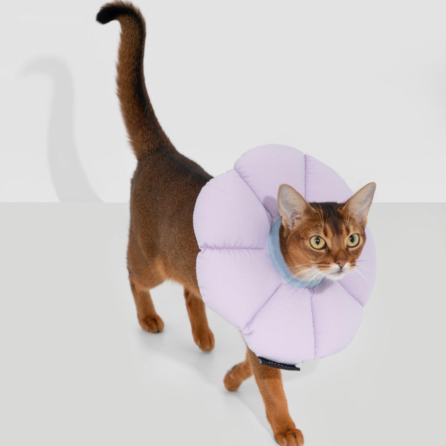HiDREAM Flower Shaped Elizabethan Rings Cute Waterproof Cat Recovery Collar All-Season Style - PetzyMart