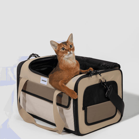 Abyssinian cat leaning out of the open top of a beige and black soft-sided pet carrier, with a large mesh window on the long side and a second mesh panel on the end