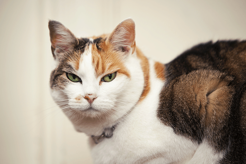 how long can a cat stay in a carrier？