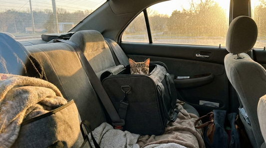 A calm cat secured in a pet carrier on the back seat of a car, ready for a safe road trip.