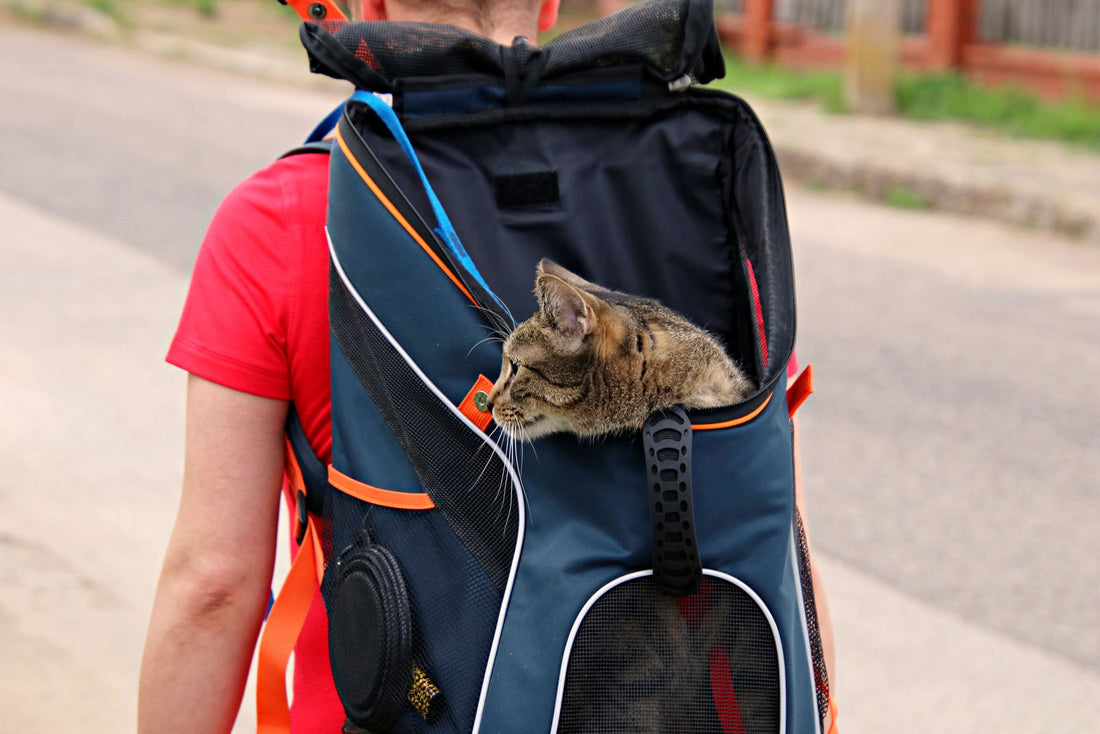 Tabby cat's head and shoulders out of the rolled-open top of a pet backpack worn on a person's back on a street