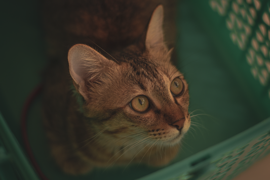 Tabby cat sitting inside a green plastic crate with lattice vent holes, looking up and out over the rim