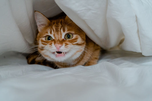 Ginger tabby cat hiding under white bed sheets with only its face showing