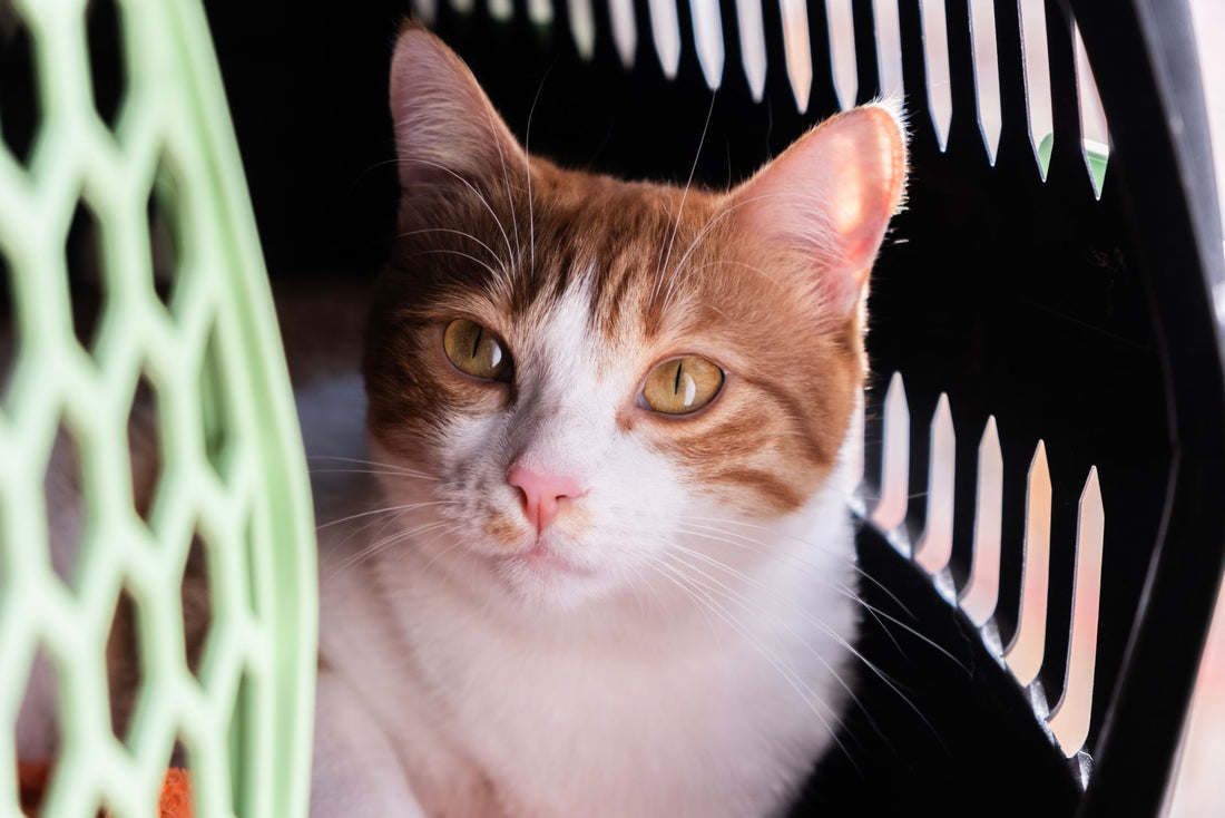 Orange and white cat staring out through the slots of a plastic carrier
