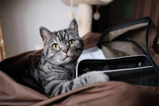 Silver tabby cat lying inside an open brown soft travel bag on the floor indoors, one front paw resting over the inner zip compartment, cat tree behind