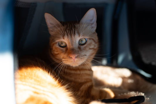 Ginger tabby lying inside a soft-sided carrier on a pale pad, sunlight across her back, black mesh panels behind her