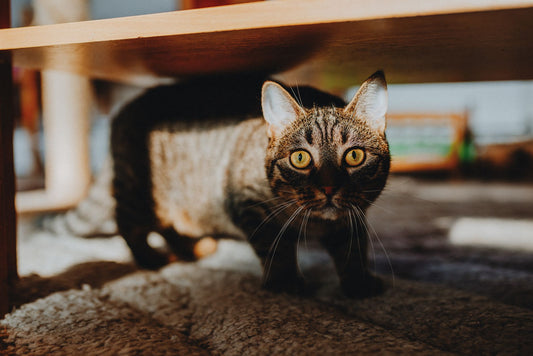 Tabby cat under the edge of a wooden table in a warm-lit room, body low and walking forward on a rug, ears up, eyes wide, looking straight at the camera