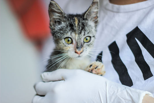 Grey tabby kitten with green eyes held against a vet's chest in white latex gloves, one paw resting on the glove