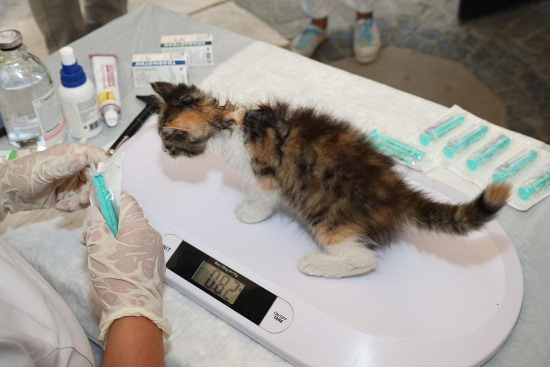 Small calico kitten standing on a digital vet scale that reads 0.82 kg, with syringes and vaccine vials laid out on the table beside it