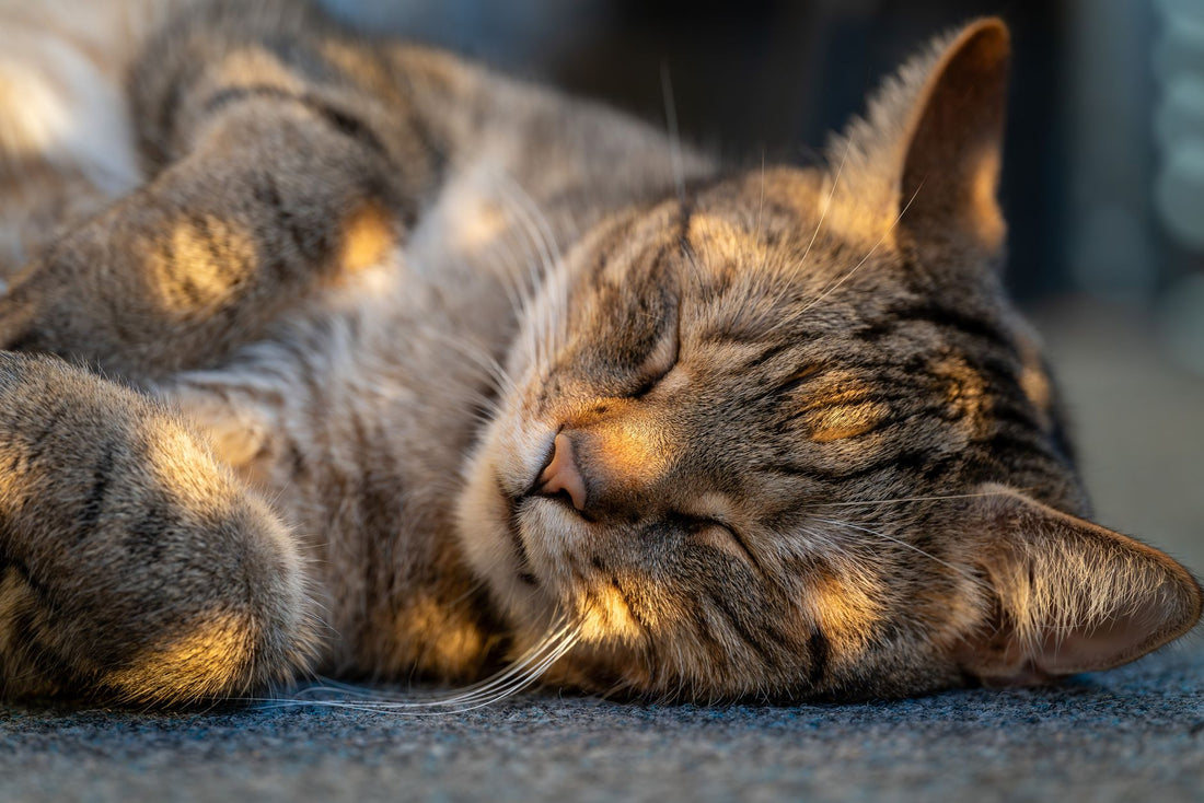 Tabby cat asleep on its side on grey carpet, front paws curled forward, lit by low warm sunlight