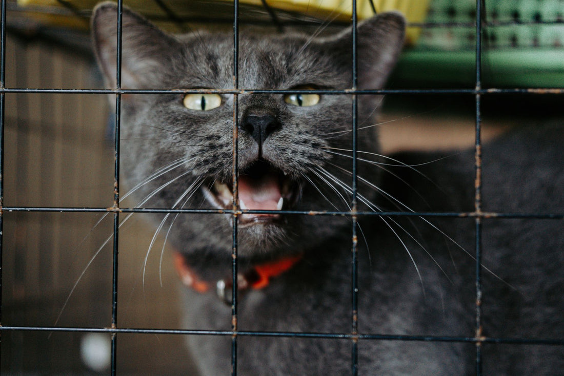 Gray cat with an orange collar meowing with its mouth open behind the bars of a black wire cage