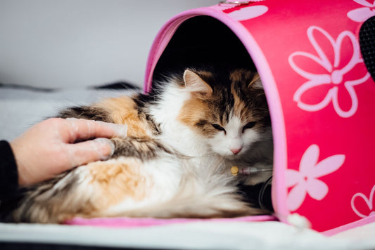 Long-haired calico cat lying in a small pink soft carrier on a vet table, filling it wall to wall, with a gloved hand resting on her back