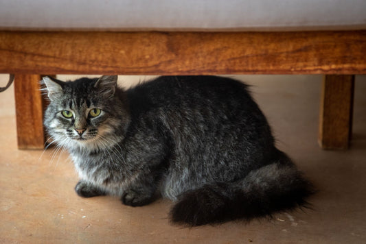 Long-haired grey tabby cat lying under a wooden bench on a bare floor, her thick tail stretched out along the ground, looking straight at the camera