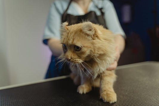 Long-haired ginger cat standing on a dark exam table, head lowered and turned away, while a person in a dark apron rests a hand on her far side