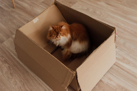 Fluffy orange and white Persian cat sitting inside an open cardboard box on a wood floor
