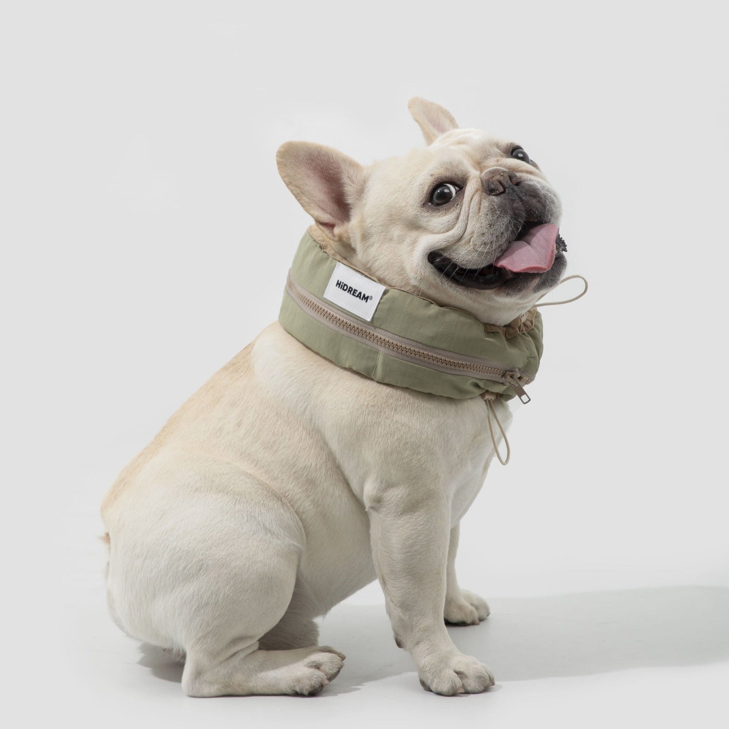 Dog wearing a green collar with a brand tag on a white background