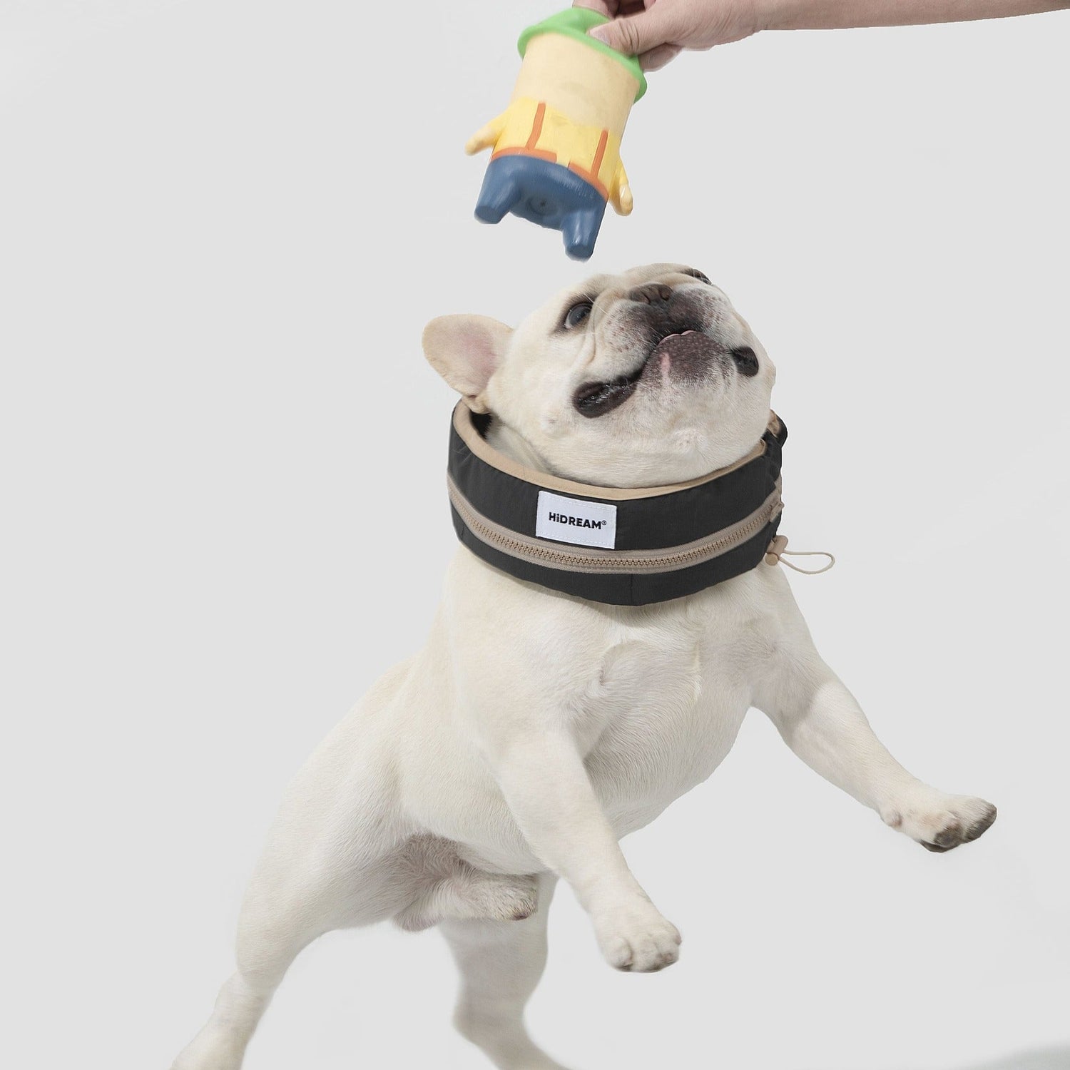 Dog playing with a toy held by a person on a white background