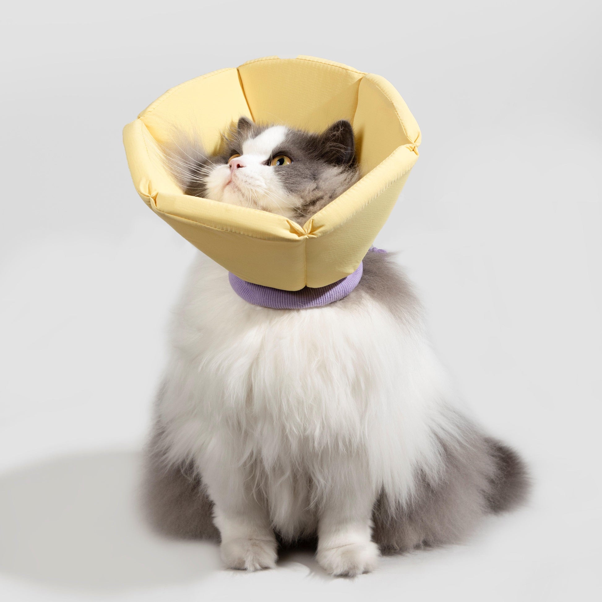 HiDREAM Soft Tapered Elizabethan Rings Cute Waterproof Cat Recovery Collar All-Season Style - PetzyMart