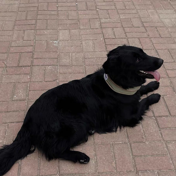 Black dog lying on a brick pavement