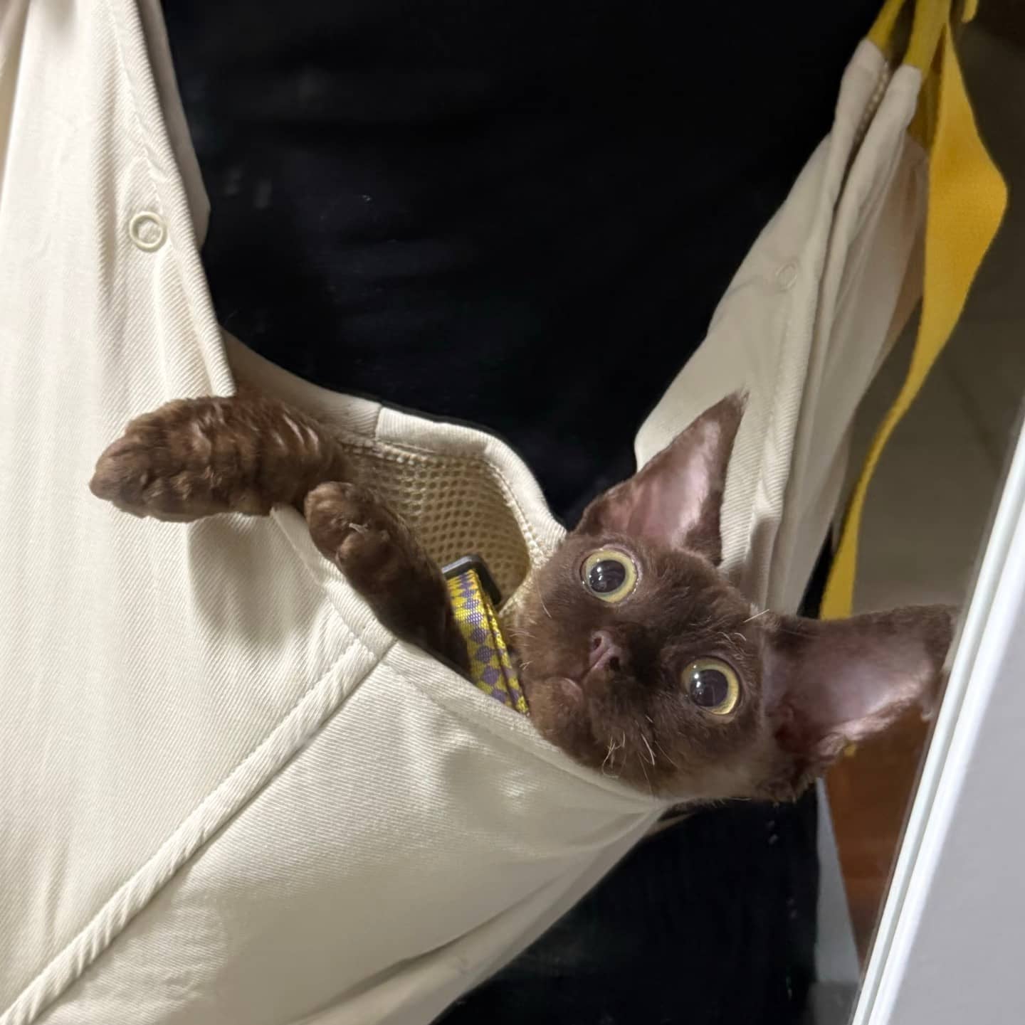 Cat peeking out from a pocket of a white shirt with a black background