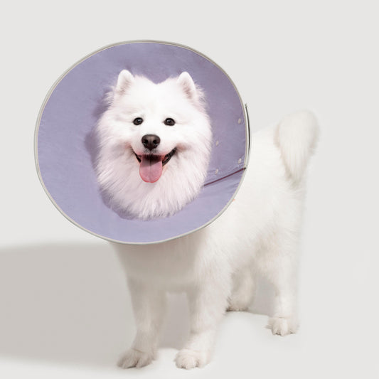 HiDREAM Snap Taper Elizabethan Pet Recovery Collar - PetzyMart