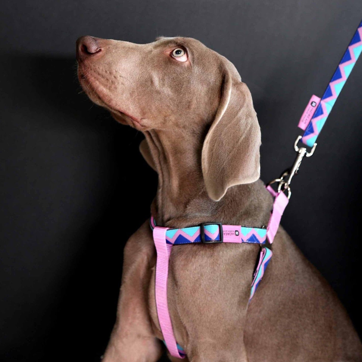 HiDREAM Rainbow Series Of Y-Shape Dog Harness No Pull Dog Harness Clip-on Vest Easy Fitting All Sized Harness - PetzyMart