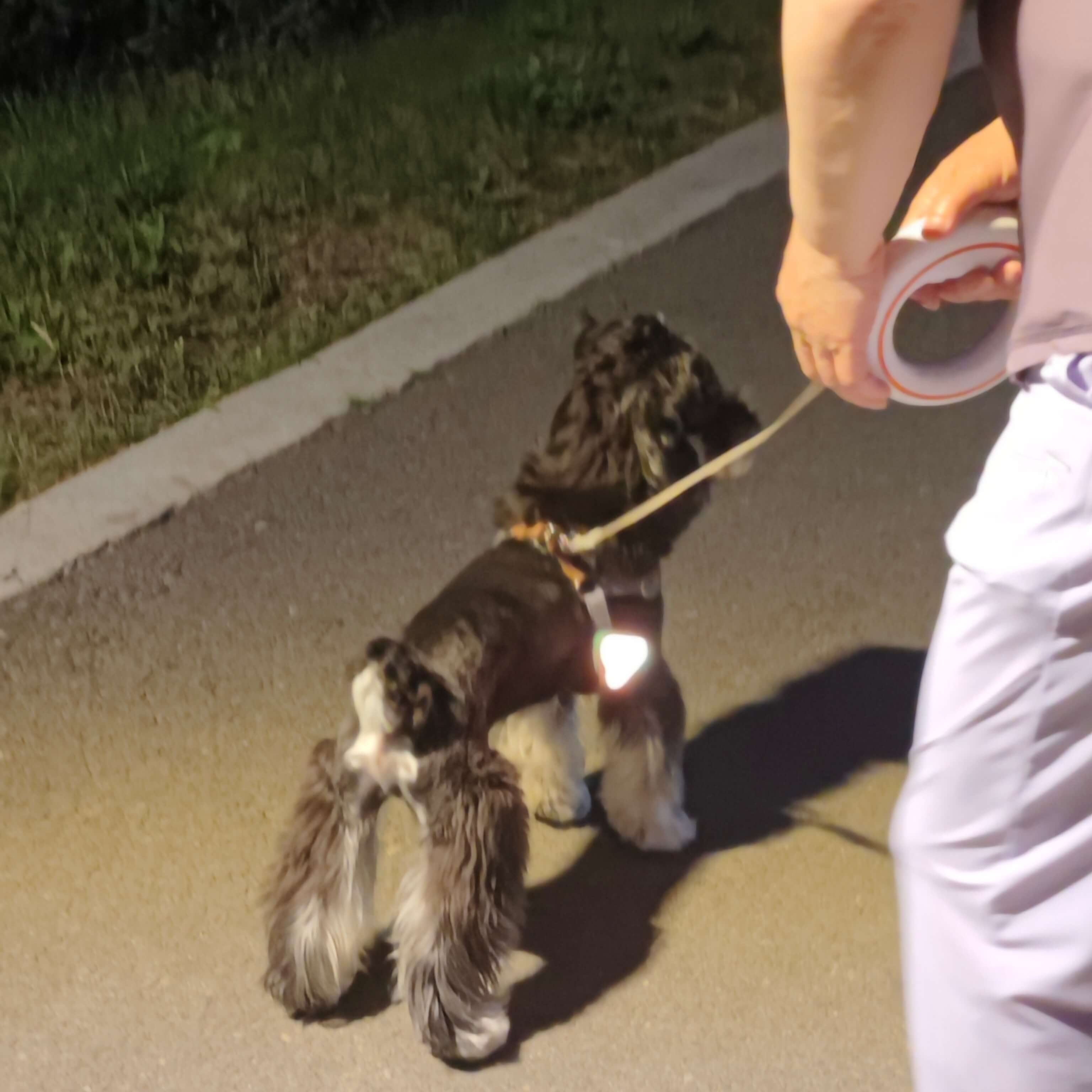 Dog being walked on a leash by a person at night.