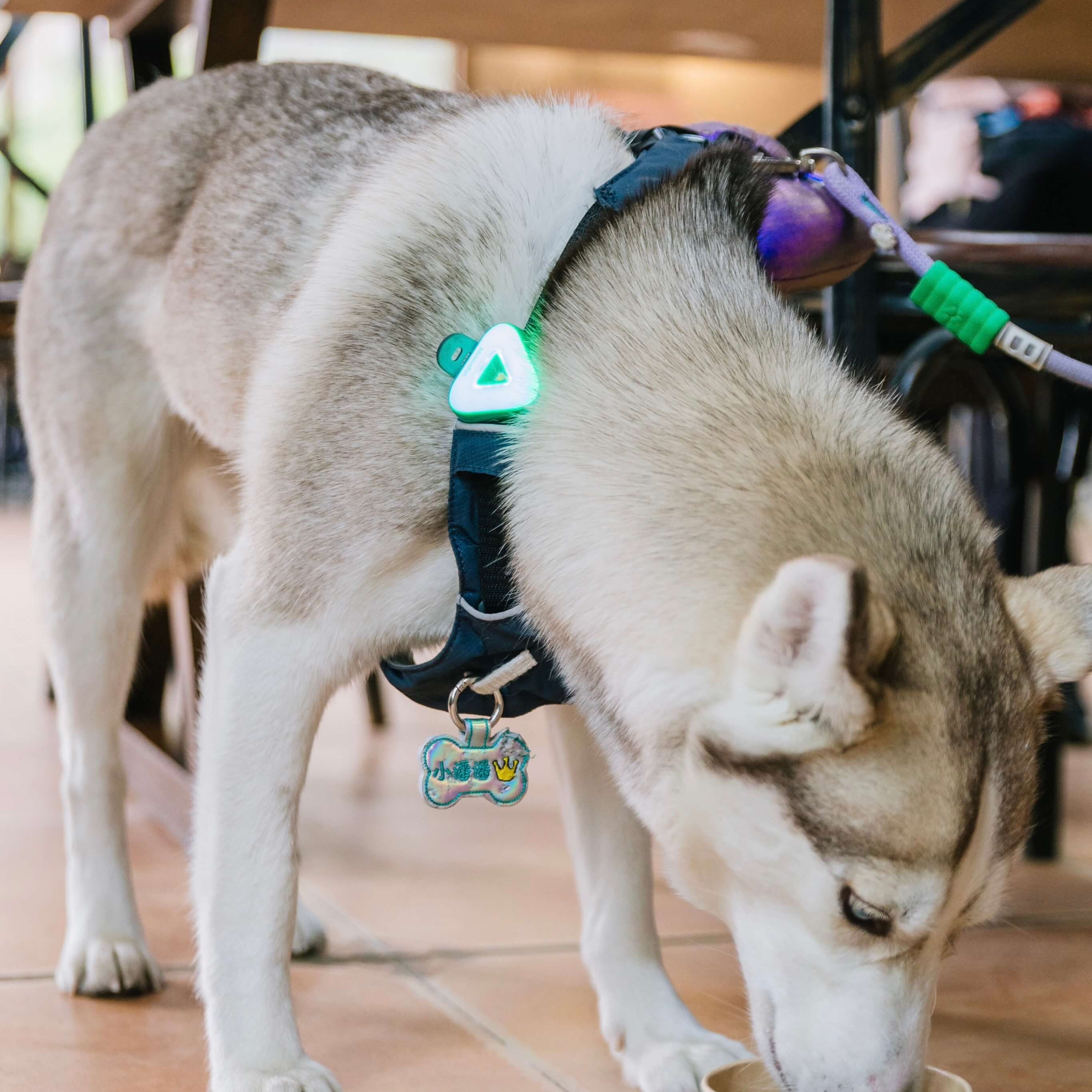 Dog drinking from a paper cup on a tiled floor