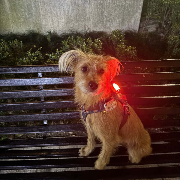 Small dog sitting on a bench with a red light attached, in front of a building and greenery.