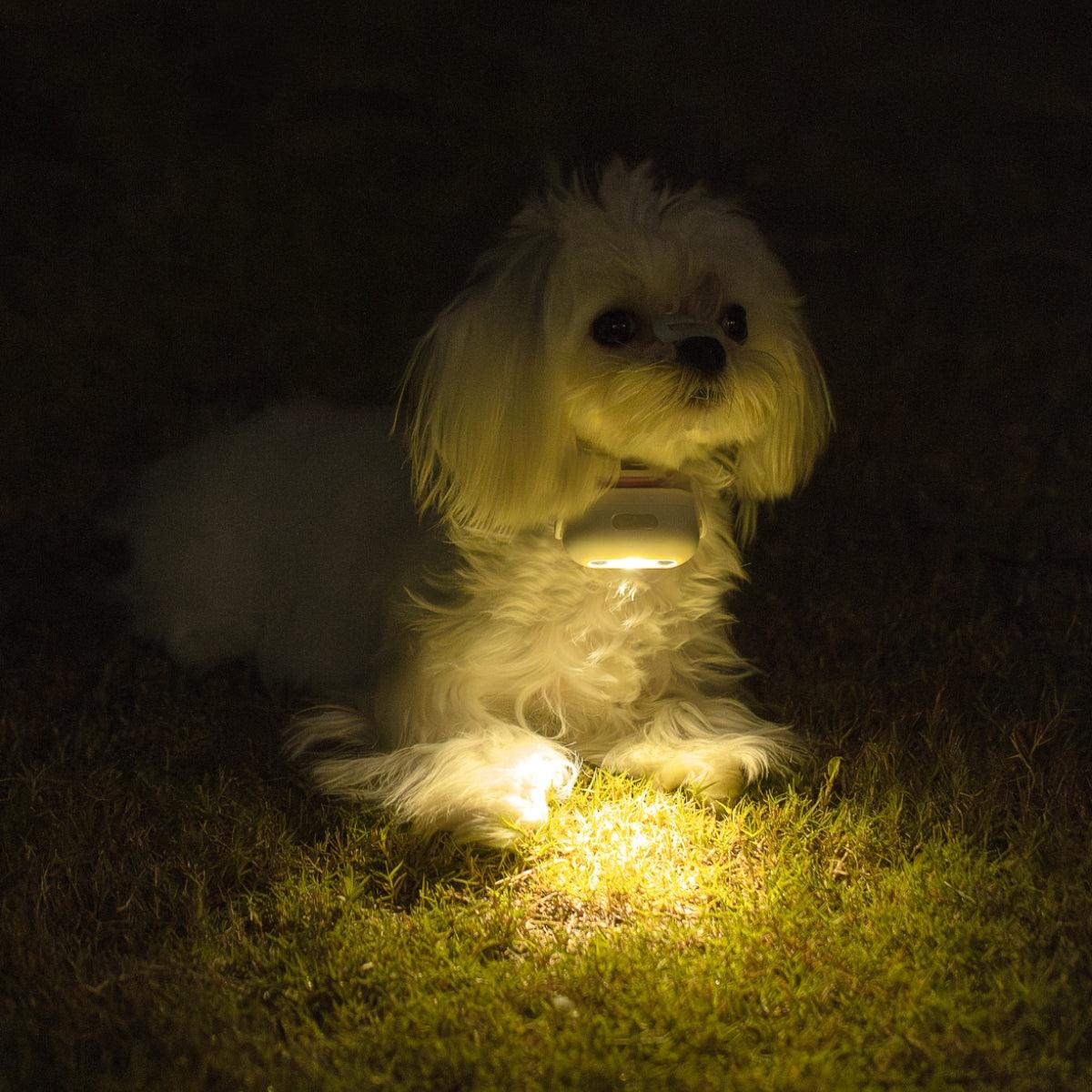 MoodLume LED Pet Safety Light