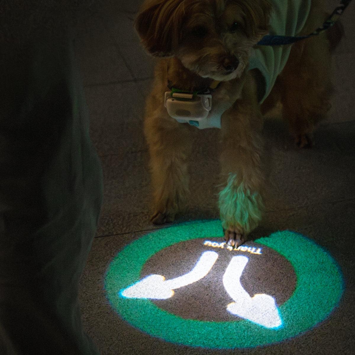 MoodLume LED Pet Safety Light