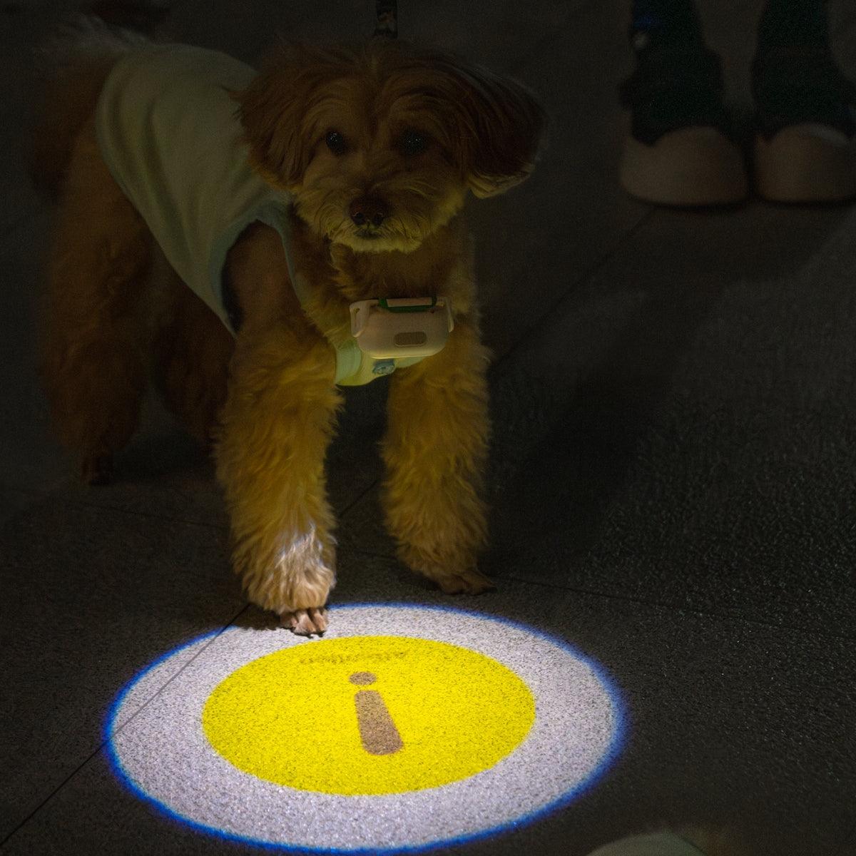 MoodLume LED Pet Safety Light
