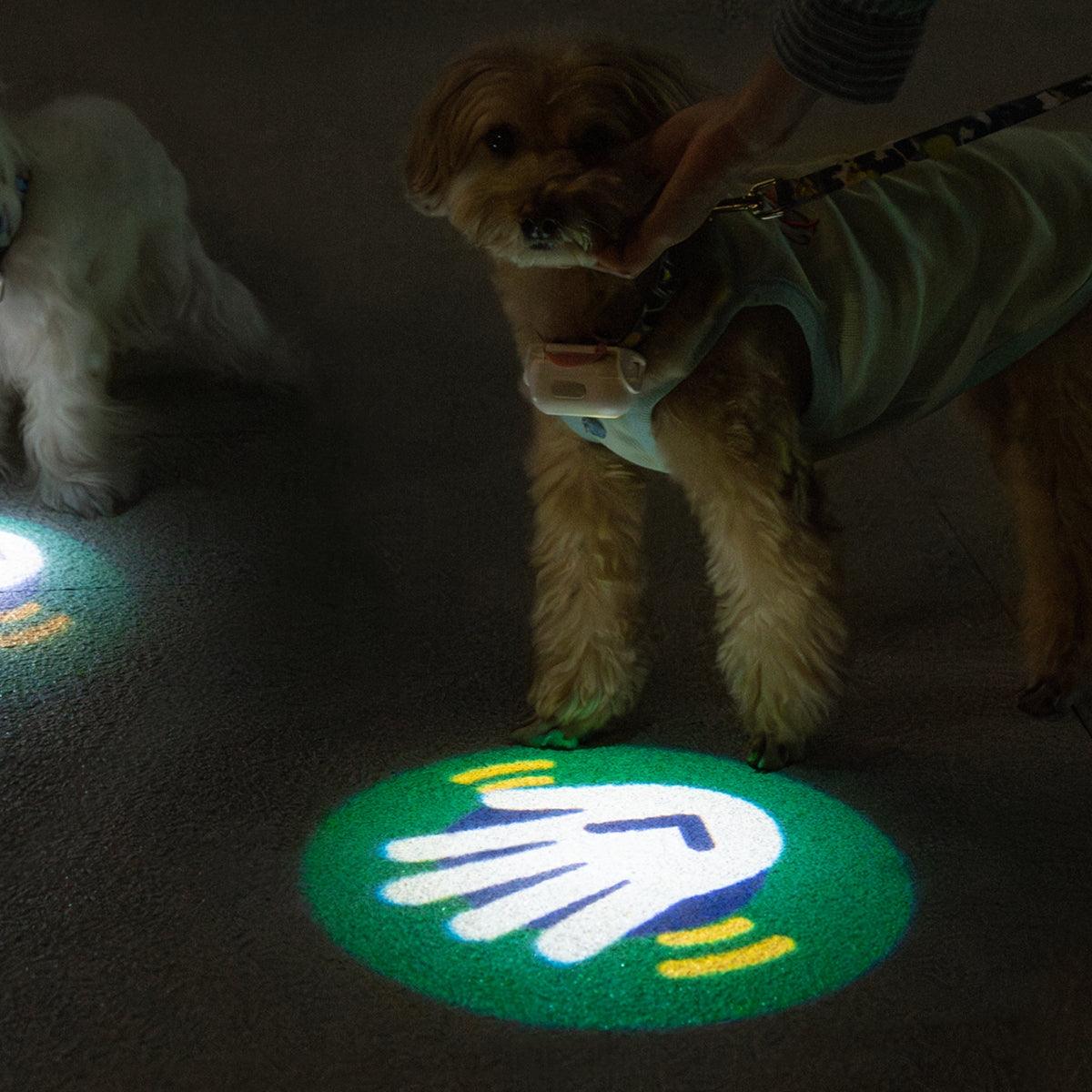 MoodLume LED Pet Safety Light