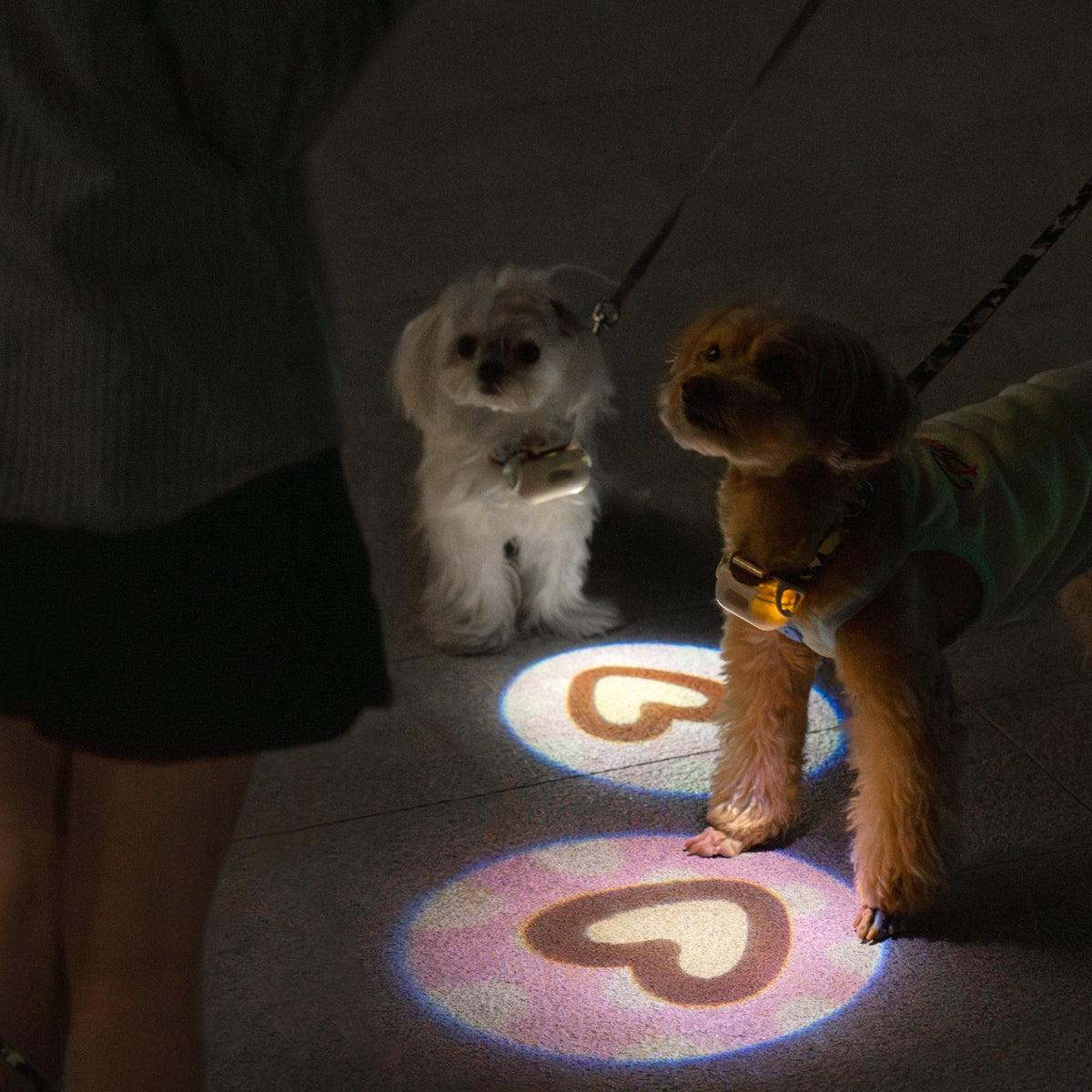 A dog wearing a collar with a built-in light feature that projects a heart shape on the ground, demonstrating the light pattern it creates.