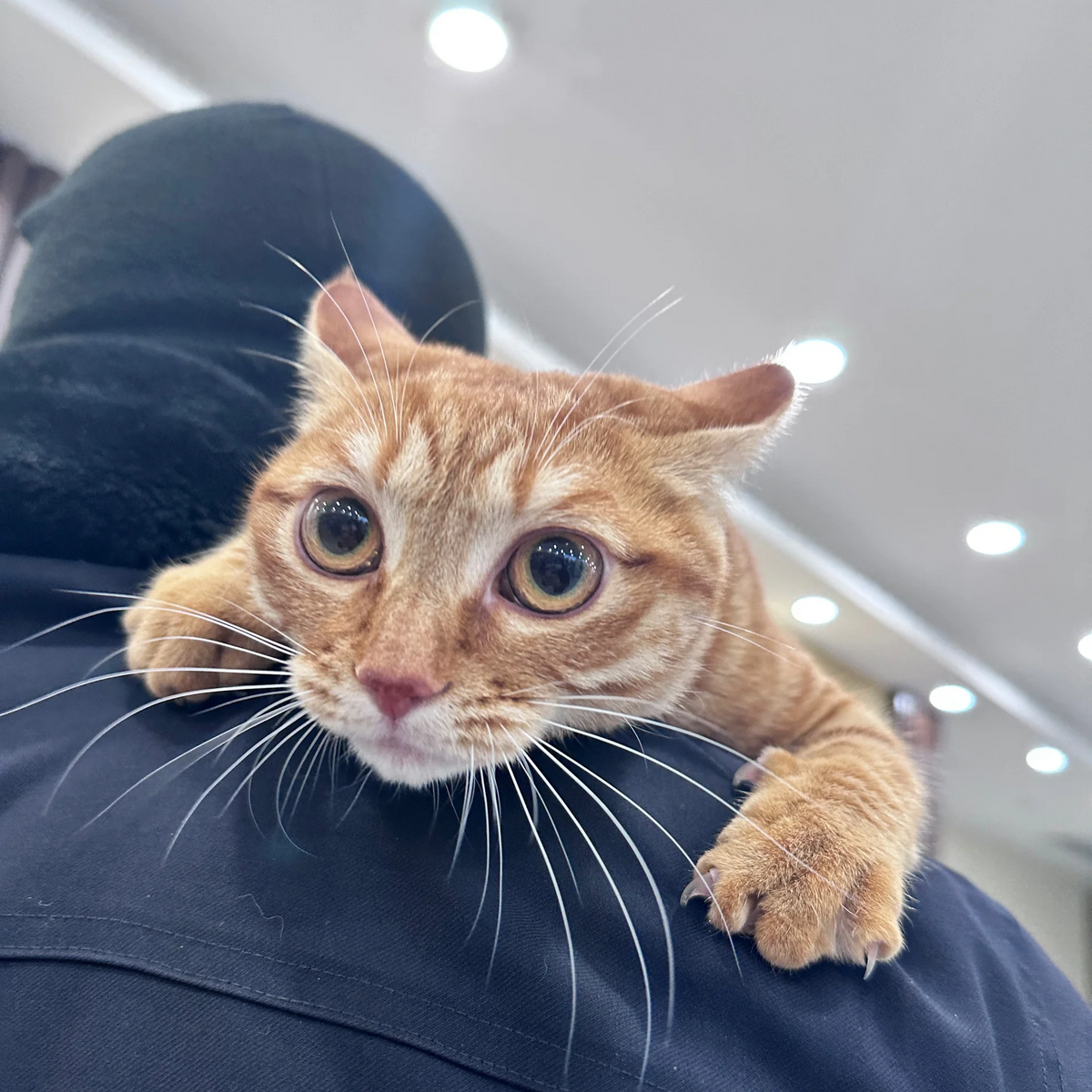 Cat with large eyes perched on a person's shoulder indoors.