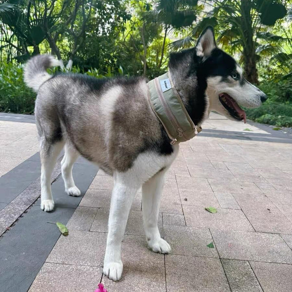 Husky dog standing on a paved path with greenery in the background